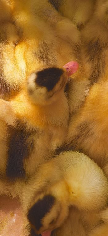 ducklings, chicks Wallpaper 1080x2340