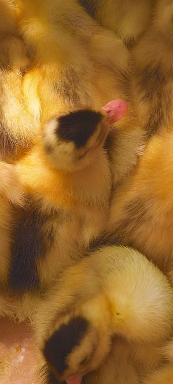 ducklings, chicks Wallpaper 1440x3200