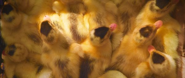 ducklings, chicks Wallpaper 2560x1080