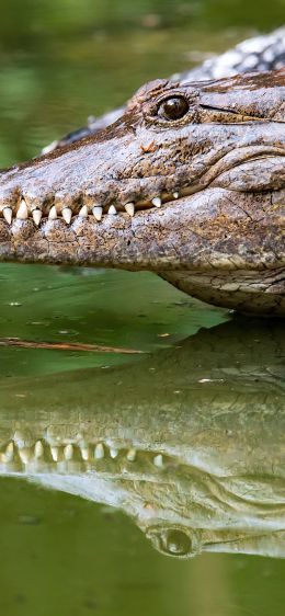 Queensland, Australia, crocodile Wallpaper 1284x2778