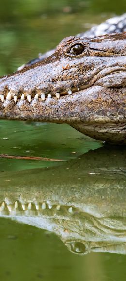 Queensland, Australia, crocodile Wallpaper 1080x2400