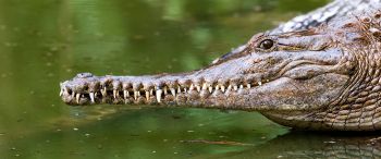 Обои 3440x1440 Квинсленд, Австралия, крокодил