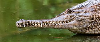 Обои 2560x1080 Квинсленд, Австралия, крокодил