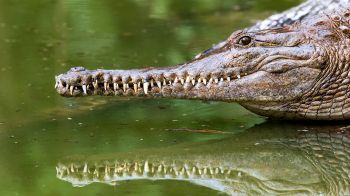 Queensland, Australia, crocodile Wallpaper 2048x1152