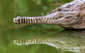 Обои 2560x1600 Квинсленд, Австралия, крокодил