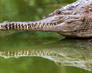 Обои 1280x1024 Квинсленд, Австралия, крокодил
