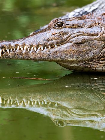 Queensland, Australia, crocodile Wallpaper 1536x2048