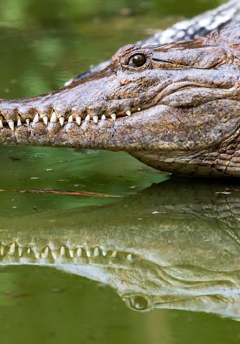 Queensland, Australia, crocodile Wallpaper 1668x2388