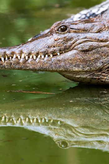 Queensland, Australia, crocodile Wallpaper 640x960
