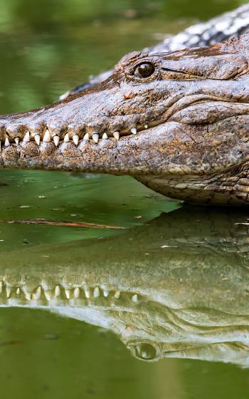 Обои 1600x2560 Квинсленд, Австралия, крокодил