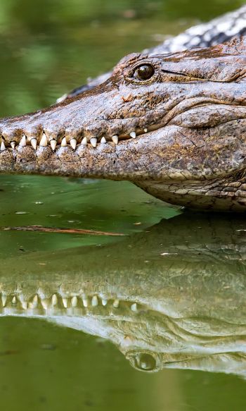 Queensland, Australia, crocodile Wallpaper 1200x2000