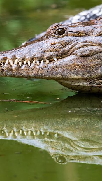 Queensland, Australia, crocodile Wallpaper 640x1136