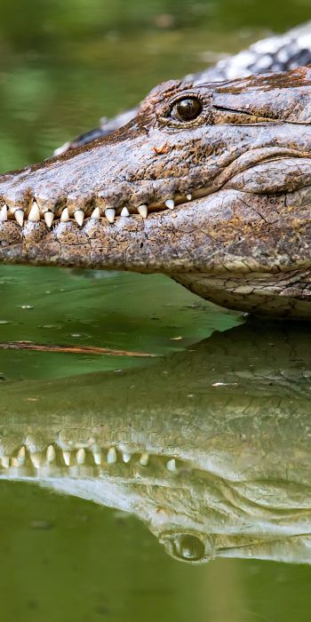 Queensland, Australia, crocodile Wallpaper 720x1440