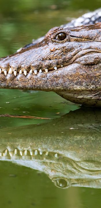Queensland, Australia, crocodile Wallpaper 1440x2960