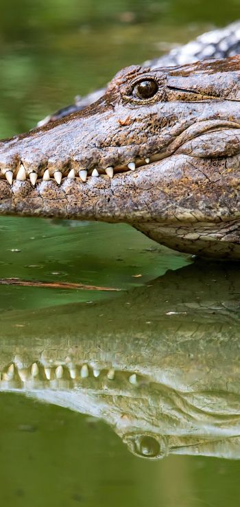 Queensland, Australia, crocodile Wallpaper 1440x3040