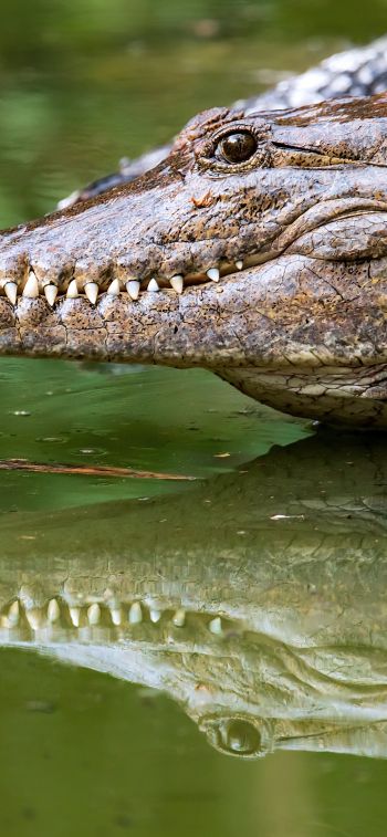 Queensland, Australia, crocodile Wallpaper 828x1792