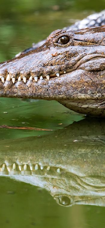Queensland, Australia, crocodile Wallpaper 1080x2340