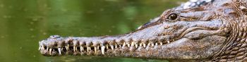 Обои 1590x400 Квинсленд, Австралия, крокодил