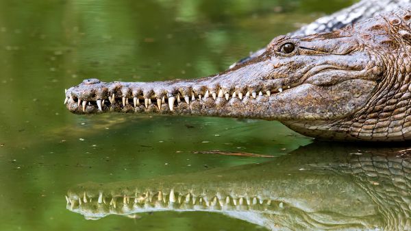 Queensland, Australia, crocodile Wallpaper 1366x768