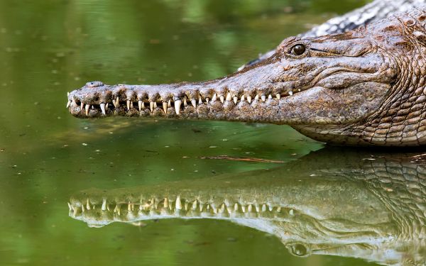 Queensland, Australia, crocodile Wallpaper 2560x1600