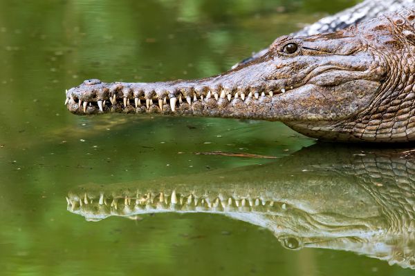 Queensland, Australia, crocodile Wallpaper 5424x3616