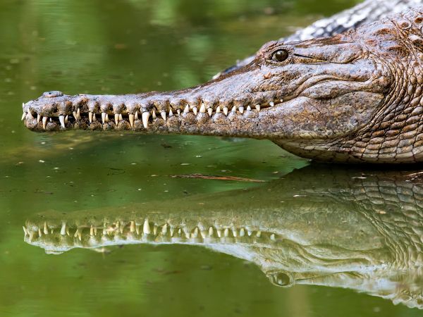 Queensland, Australia, crocodile Wallpaper 1024x768