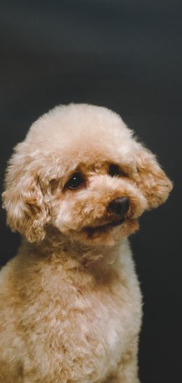 poodle, dog Wallpaper 1440x3040