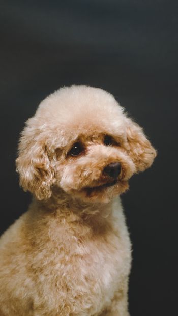 poodle, dog Wallpaper 640x1136