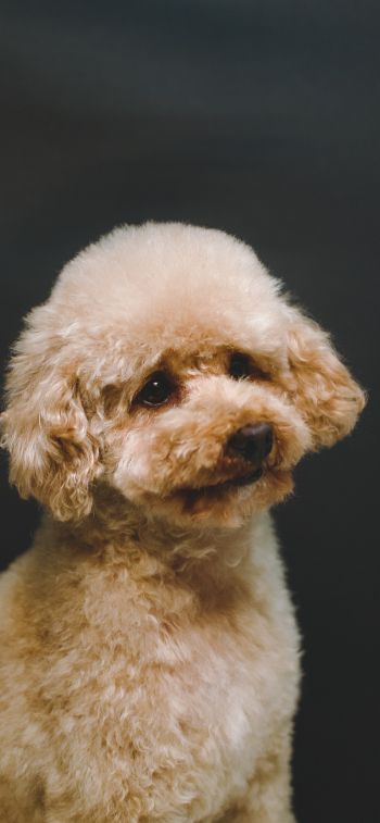 poodle, dog Wallpaper 828x1792