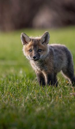 red fox, wild animal Wallpaper 600x1024