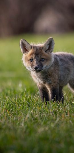 red fox, wild animal Wallpaper 1080x2220