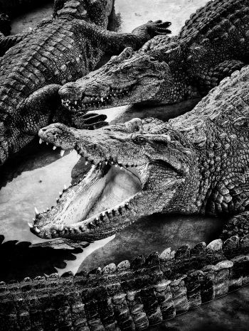 Обои 1620x2160 крокодилы, хищники