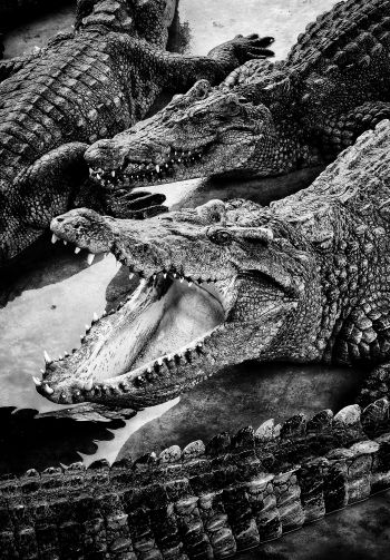 crocodiles, predators Wallpaper 1640x2360