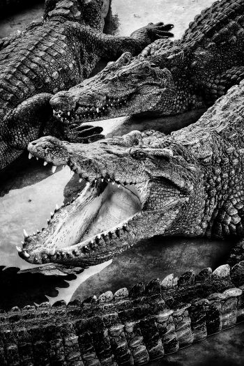 Обои 640x960 крокодилы, хищники
