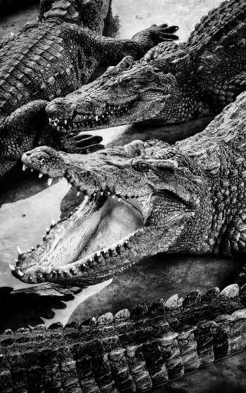 crocodiles, predators Wallpaper 1752x2800