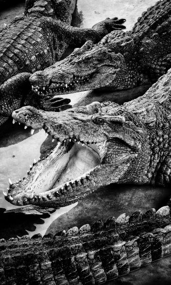 crocodiles, predators Wallpaper 1200x2000