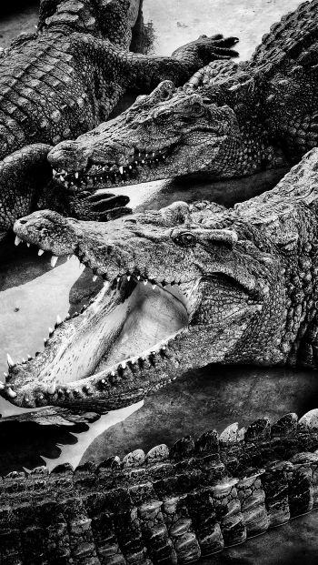 Обои 640x1136 крокодилы, хищники