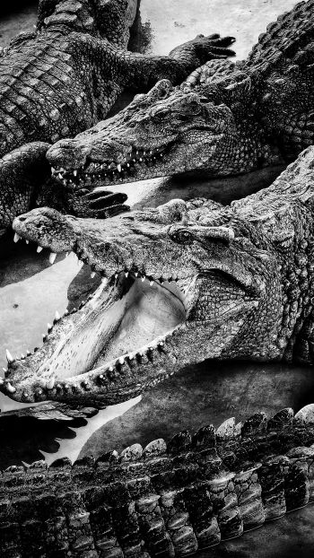 Обои 1080x1920 крокодилы, хищники