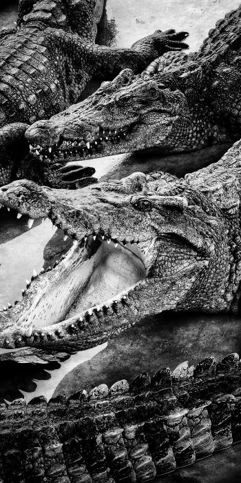 Обои 720x1440 крокодилы, хищники