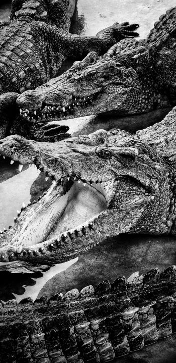 crocodiles, predators Wallpaper 1440x2960