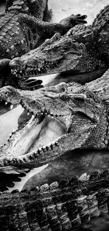 Обои 720x1520 крокодилы, хищники