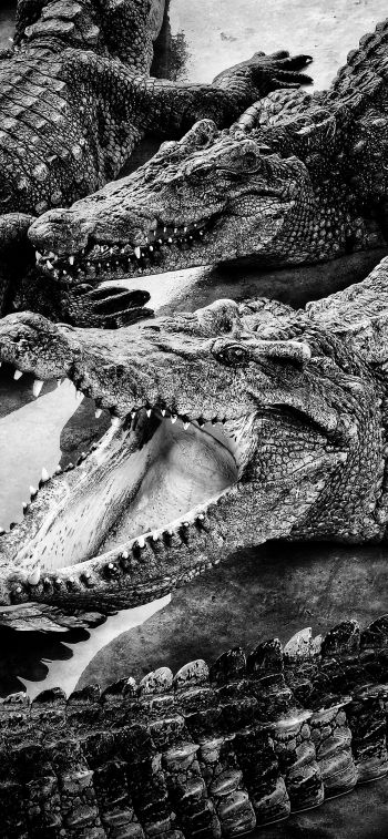 Обои 1125x2436 крокодилы, хищники