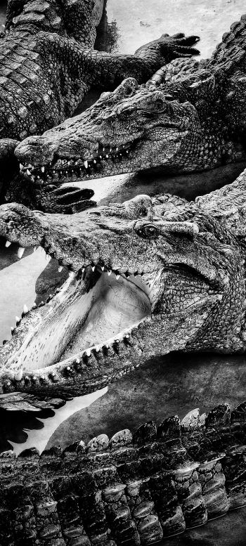 crocodiles, predators Wallpaper 1080x2400