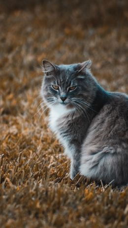 severe cat, pet Wallpaper 640x1136