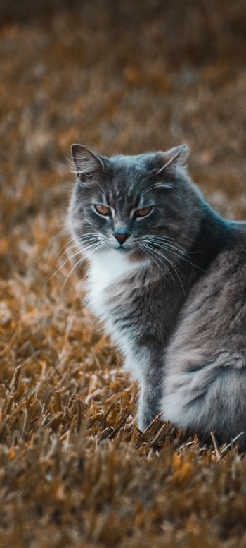 severe cat, pet Wallpaper 1440x3200