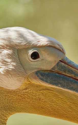 Обои 1600x2560 птица, пеликан
