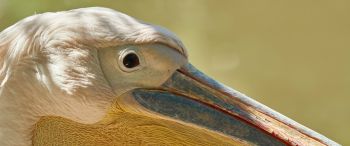 Обои 3440x1440 птица, пеликан