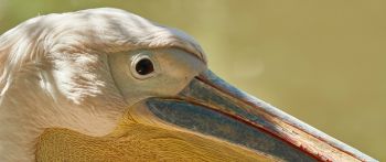 bird, pelican Wallpaper 2560x1080