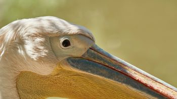 bird, pelican Wallpaper 2048x1152