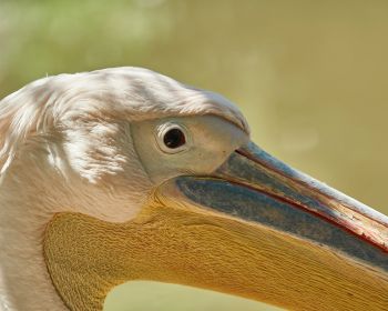 bird, pelican Wallpaper 1280x1024